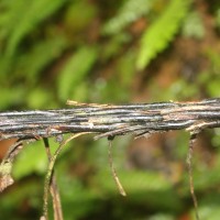 Alsophila sinuata  (Hook. & Grev.) R.M.Tryon